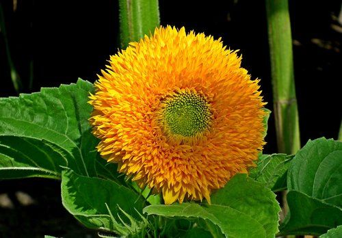 sunflower  dashing  flower