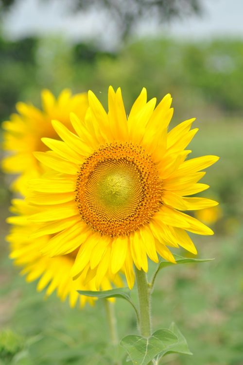 sunflower flower summer