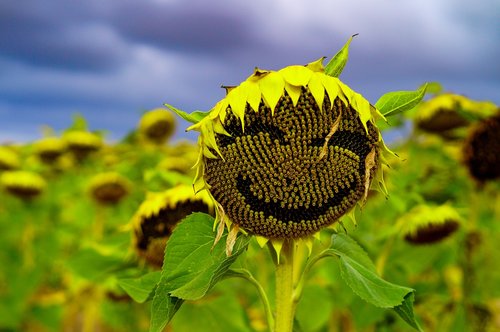 sunflower  summer  yellow
