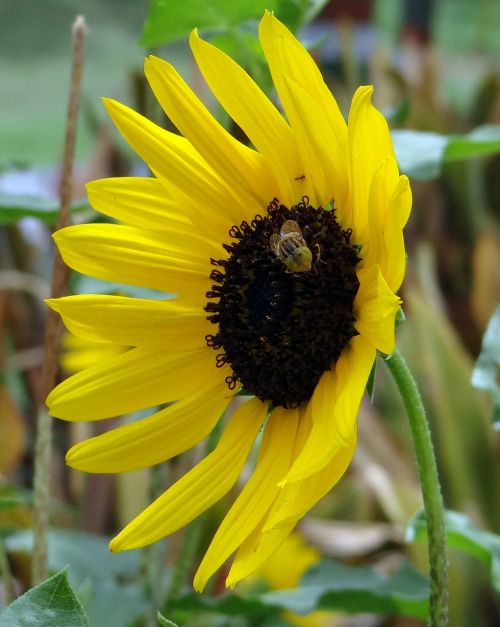 sunflower ornamental bee