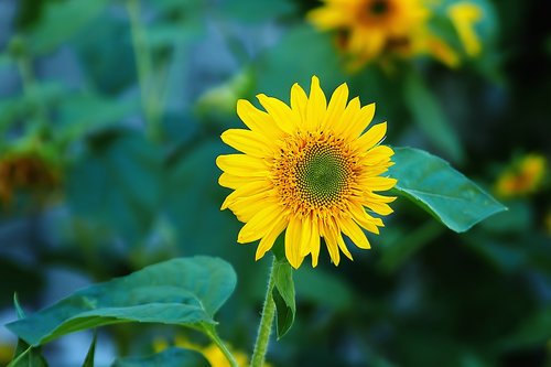 sunflower  yellow  flower