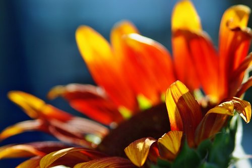 sunflower  flower  bright