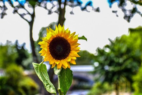 sunflower  flowers  garden