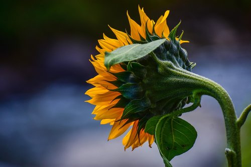 sunflower  nature  flower