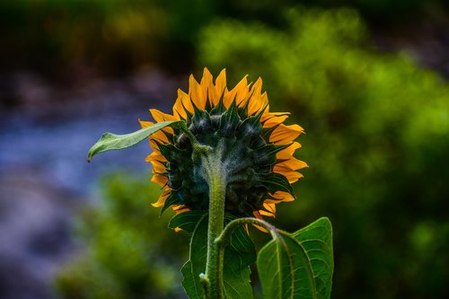 sunflower  nature  flower