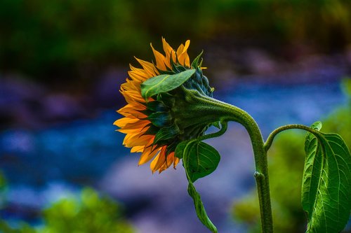 sunflower  nature  flower