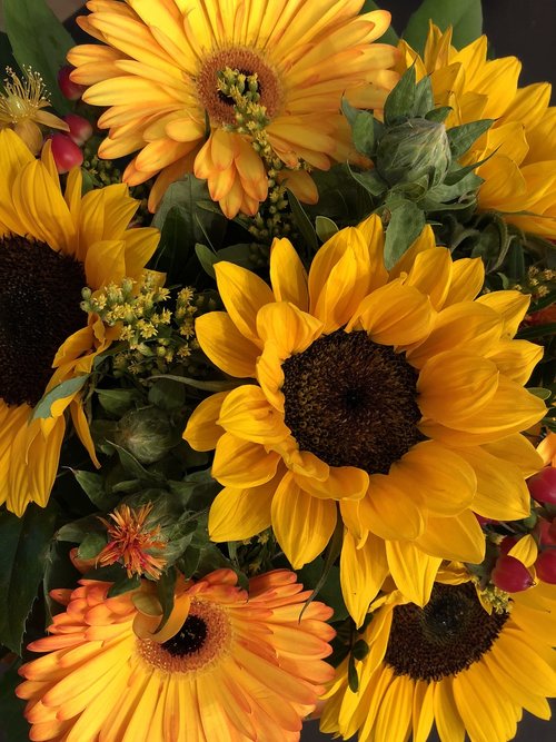 sunflower  flowers  yellow