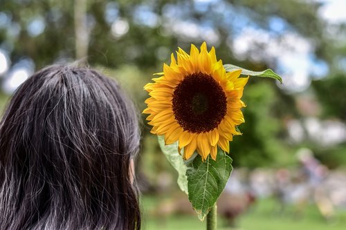 sunflower  plain  landscape