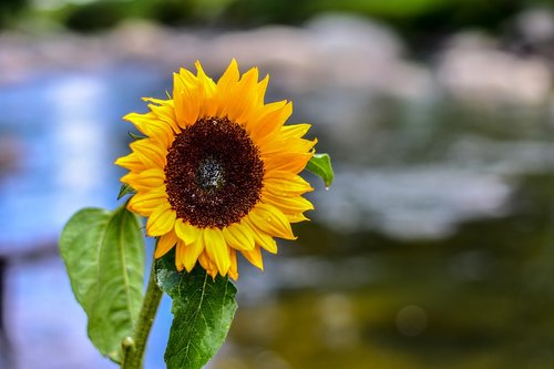 sunflower  flower  nature