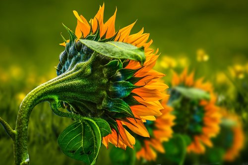 sunflower  flower  summer