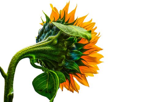 sunflower  transparent  summer