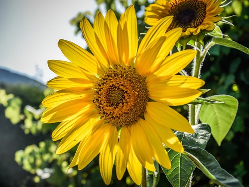 sunflower  flower  summer