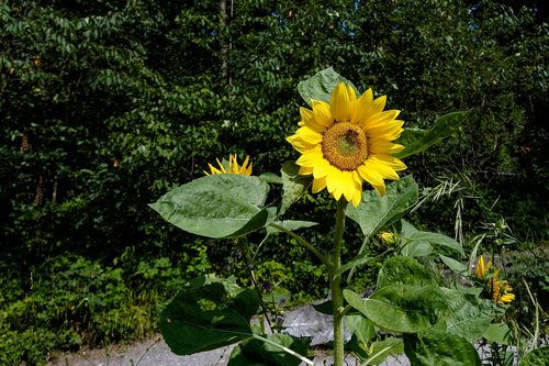 sunflower  yellow  plant