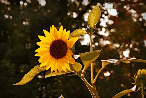 sunflower  flower  plant