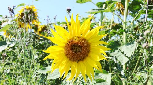 sunflower plant flower