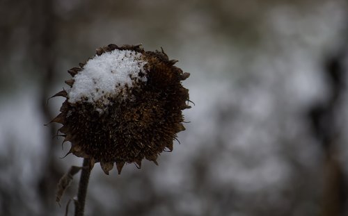 sunflower  winter  snow