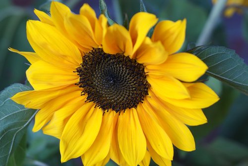 sunflower  yellow  flower