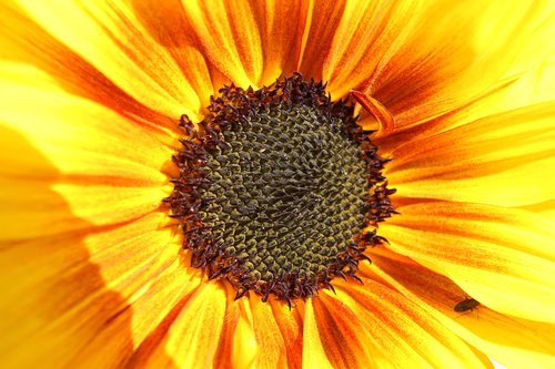 sunflower  insect  summer