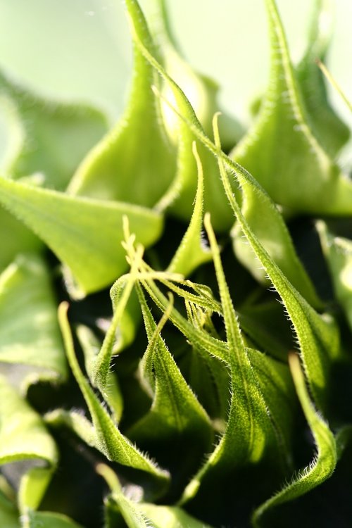 sunflower  leaves  green