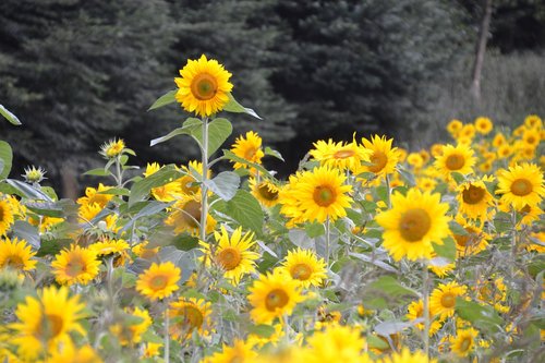 sunflower  sunflower field  summer