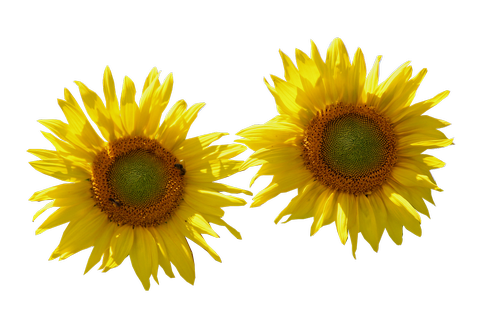 sunflower  isolated  cut out
