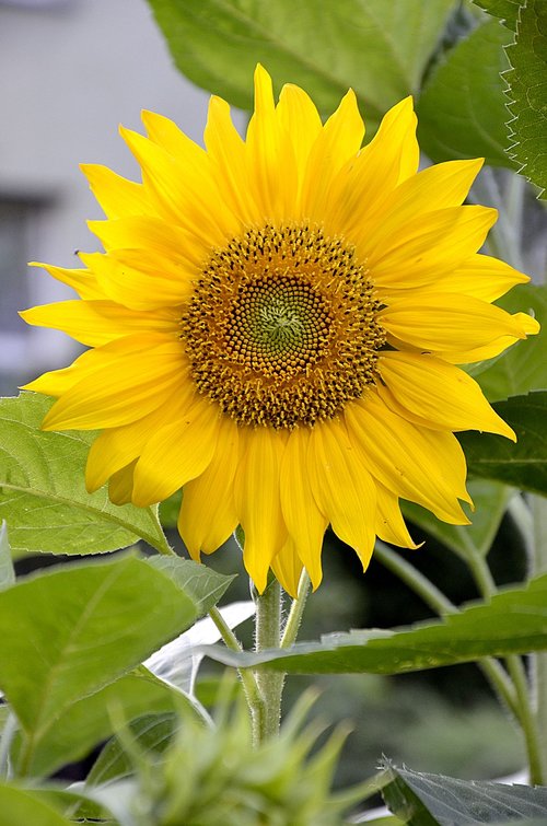 sunflower  flower  garden