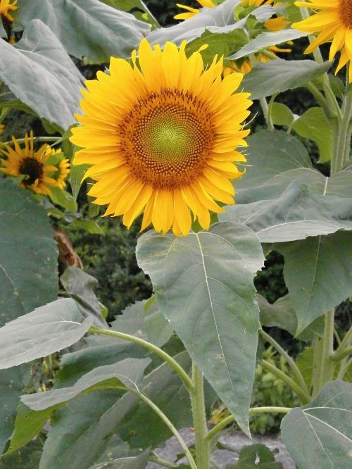 sunflower summer flowers yellow flowers