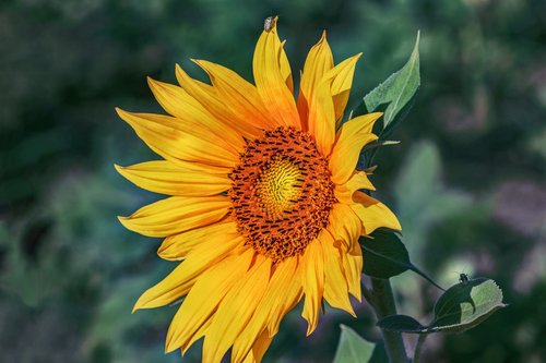 sunflower  flower  yellow