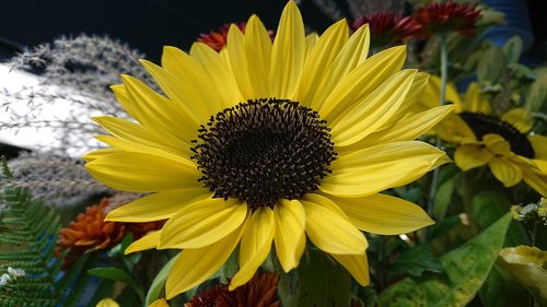 sunflower  flower  nature