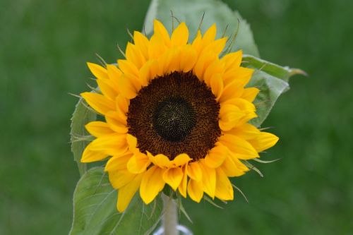 sunflower flower nature