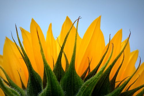 sunflower flower nature