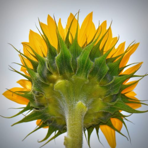 sunflower flower nature