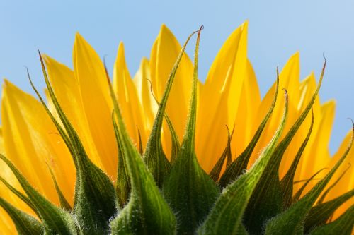 sunflower flower nature