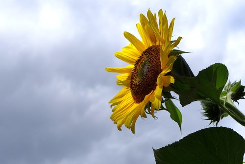 sunflower  flower  blossom