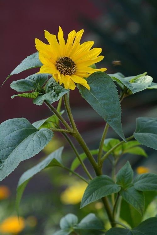sunflower  flower  flora