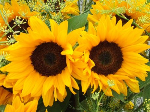 sunflower summer flowers flowers