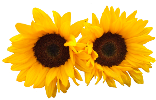 sunflower isolated flowers