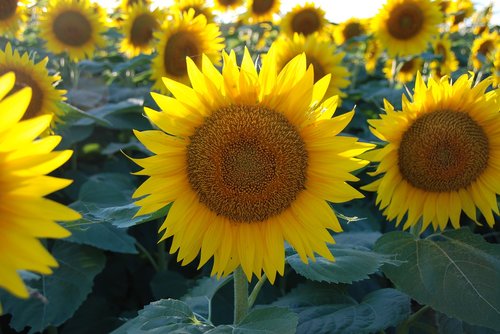 sunflower  sunflower patch  flower