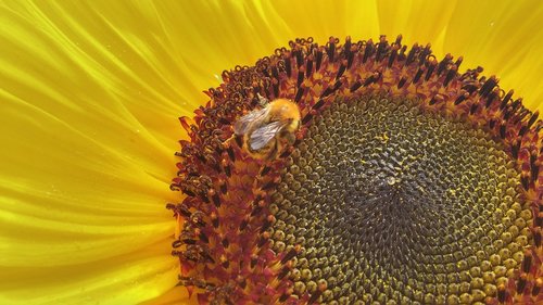 sunflower  bee  flower
