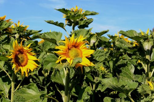 sunflower sunflower field sunlight