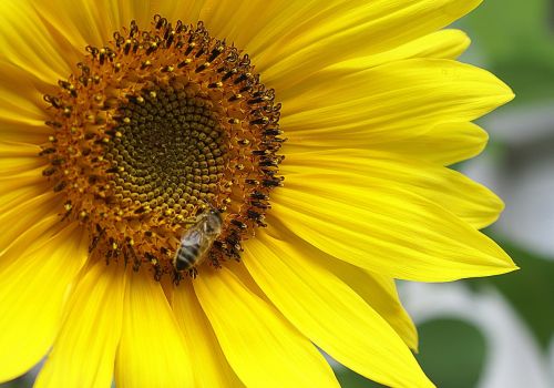 sunflower nature flora