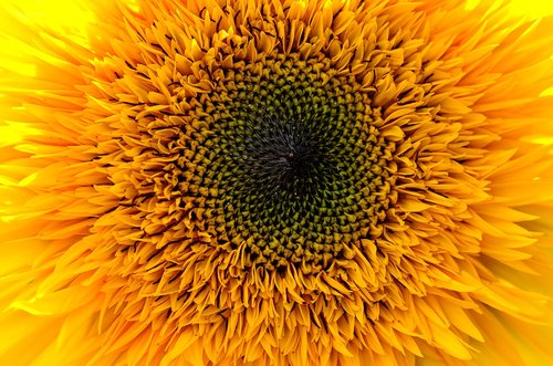 sunflower  yellow  summer