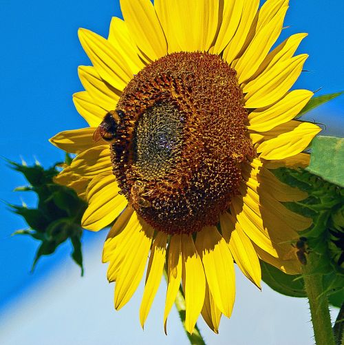 sunflower sun maturation