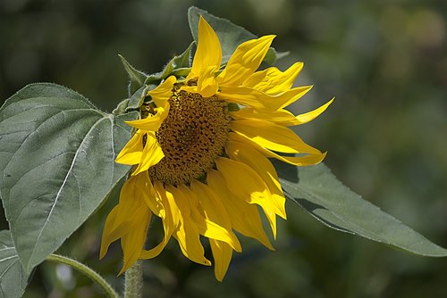 sunflower  sun  flower