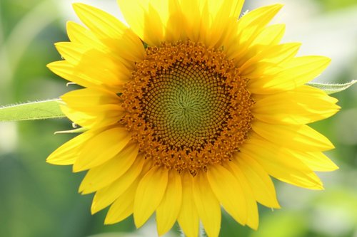 sunflower  yellow  plant