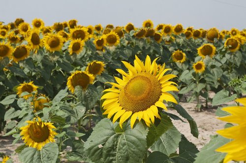 sunflower  field  summer