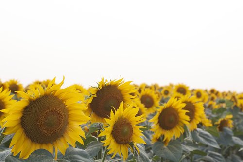 sunflower  field  summer