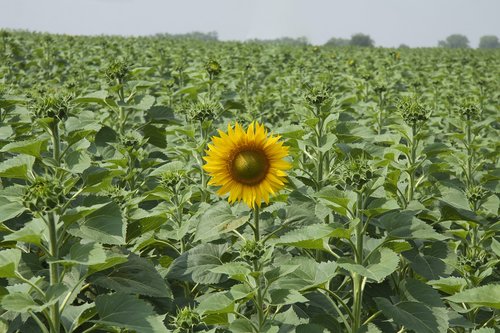 sunflower  field  summer