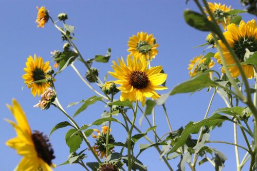 sunflower plant nature