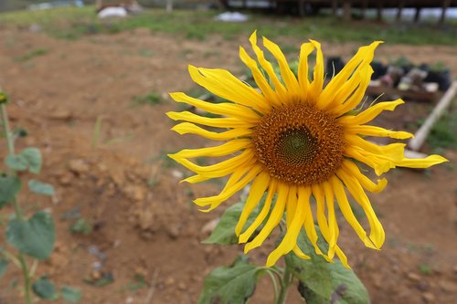 sunflower  flower  bloom